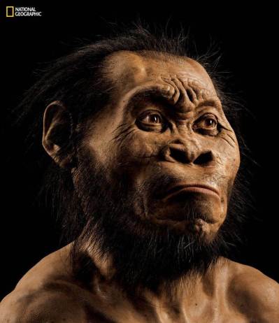 Homo naledi reconstruction by John Gurche.